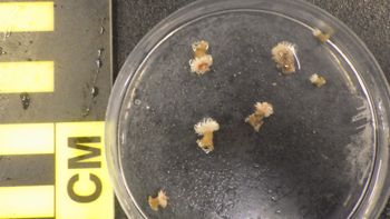 Media type: image;   Invertebrate Zoology 153105 Description: live specimen;